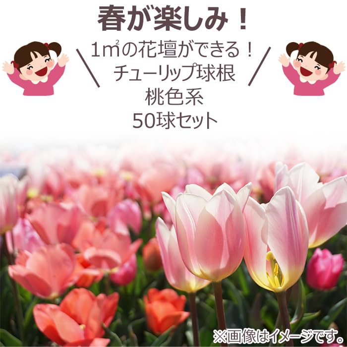 Amazon.co.jp: チューリップ球根 品種ミックス桃色系50球入り どんな花